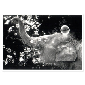 Elefant mit Seifenblasen